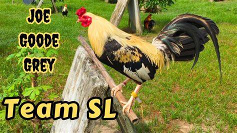 Inside Cong. Sonny Lagon's Exclusive Breeding Pens .